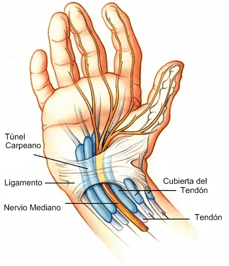 ama bonejoint handconditions lev20 thecarpaltunnel 01